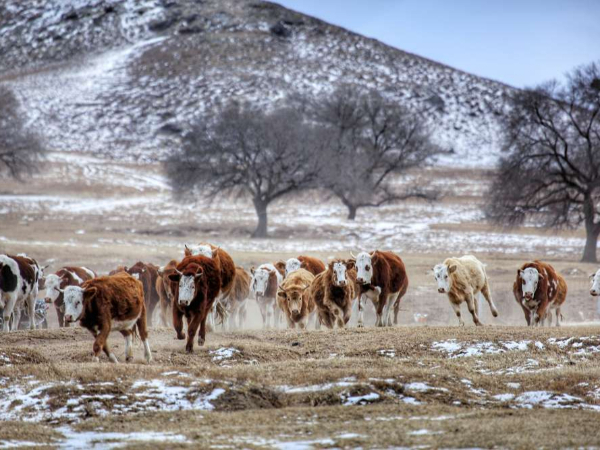 内蒙古推动土壤地下水及农村牧区生态环境保护治理