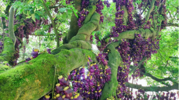 湖北堵河源发现巨型树藤