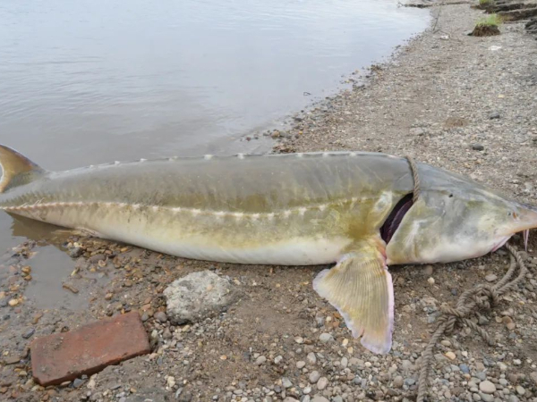 水中“活化石”再现黑龙江！200斤鲟鳇鱼