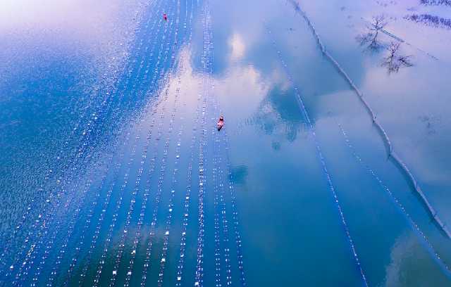 【“飞阅”中国】初夏季节采珠忙