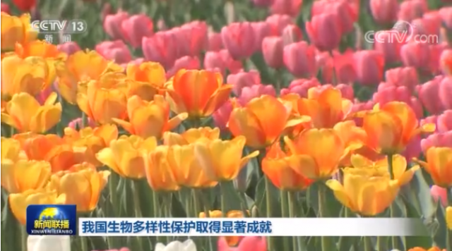 视频丨我国生物多样性保护取得显著成就（央视《新闻联播》）