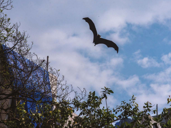 未来50年，气候变化可能迫使更多哺乳动物相遇，病毒传播加剧！