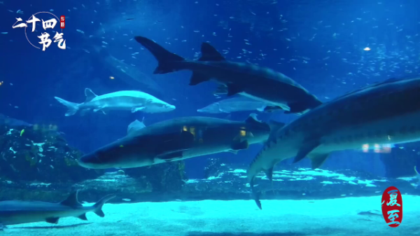 夏至已至，如何清凉？一起来这里海底两