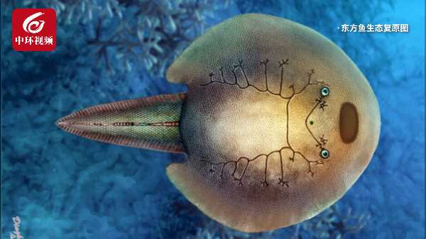 最新!我国首次发现3.9亿年前盔甲鱼类