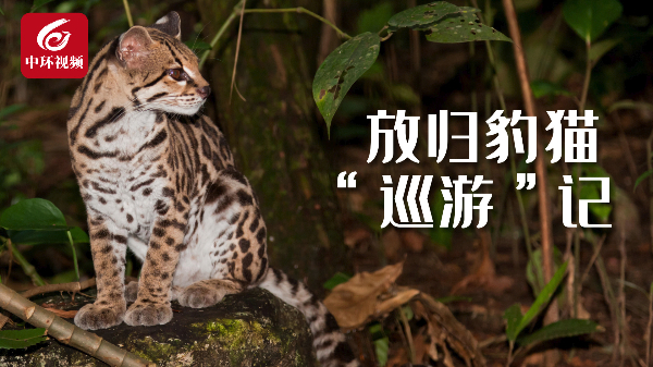 记者连线|放归的豹猫为什么又回来了？