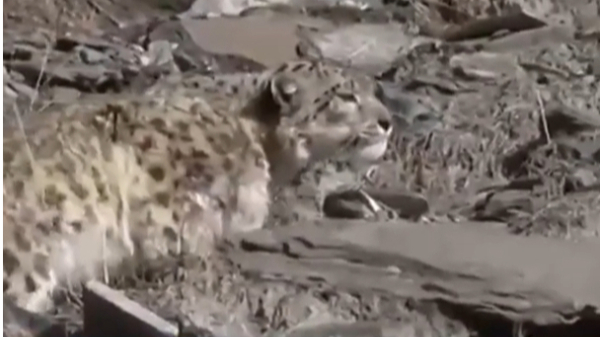 三江源国家公园完成首次雪豹生存状况评估