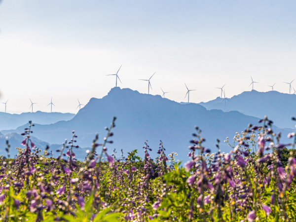 云南大学文传浩等：加快完善野生动植物