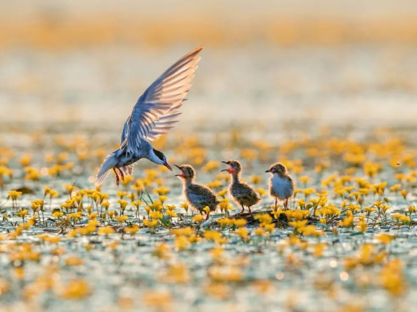 天更蓝水更清，这十年，美丽江西建设成效显著