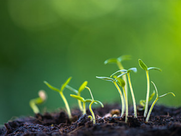 中国环境报文章|广东省环科院张修玉等：加强种质资源利用 助力生物多样性保