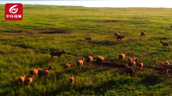 “四不像”灭绝后重获新生，麋鹿野外种群达2500头