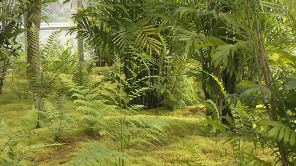 浙江丽水：小小苔藓变法宝 绿色创收毛垟福