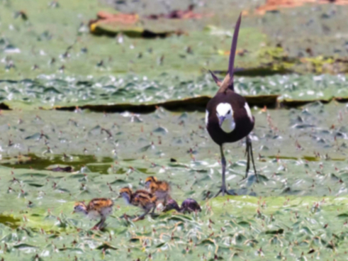 守护60余天，它们顺利南迁——水雉来南京“安家”育雏记