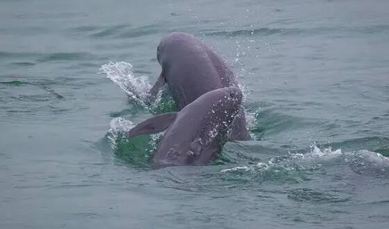 原创评论：若想更好地保护江豚物种，就要整体保护长江水生生物