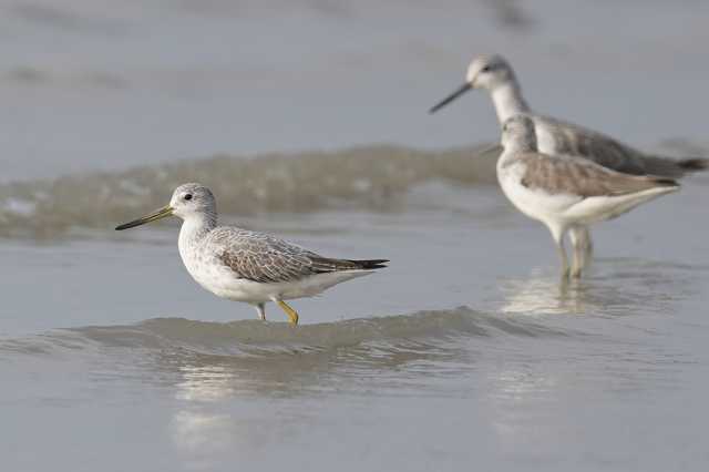 全球濒危鸟种小青脚鹬现身厦门