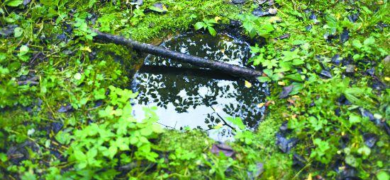 筑窝储水：护佑野生动物群