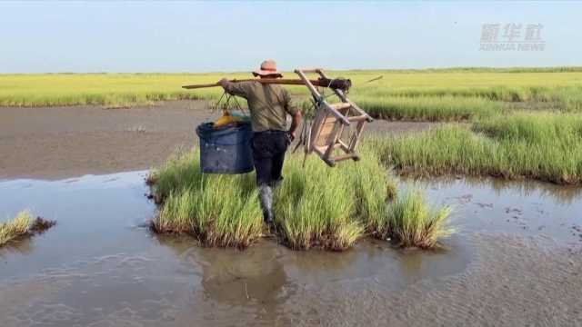 江河奔腾看中国·长江行｜候鸟迁徙季 他在上海东滩守护这些“蓝天精灵”