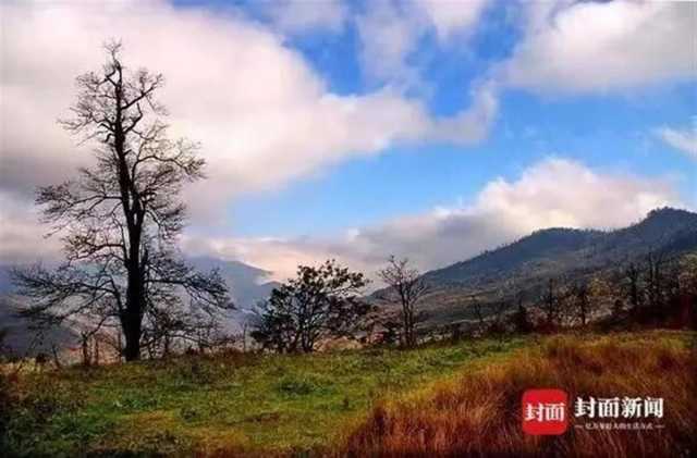 时隔4年再现野生大熊猫幼崽，神奇树洞藏着最好的环保故事