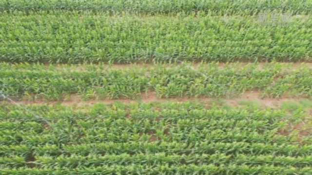 引黄节水高灌：精打细算用好黄河水资源