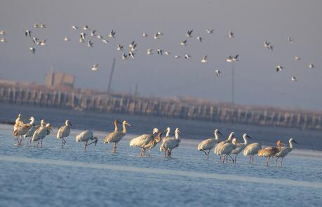 “家谱”不断扩容，河北发布生物多样性阶段性成果