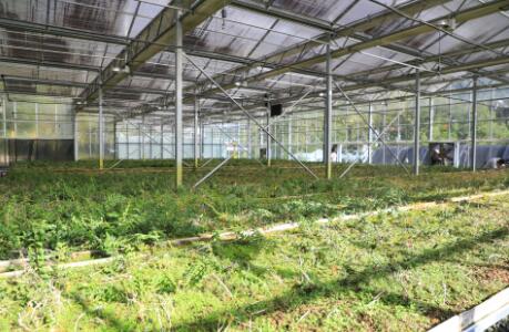 陕西镇坪：黄连虽苦，日子很甜