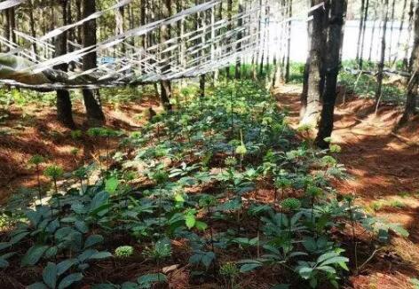 2025年力争产业总产值突破6000亿元!云南推动林草产业高质量发展