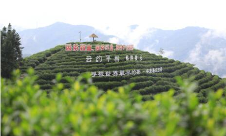 陕西安康因茶致富、因茶兴业，绿叶子变金叶子