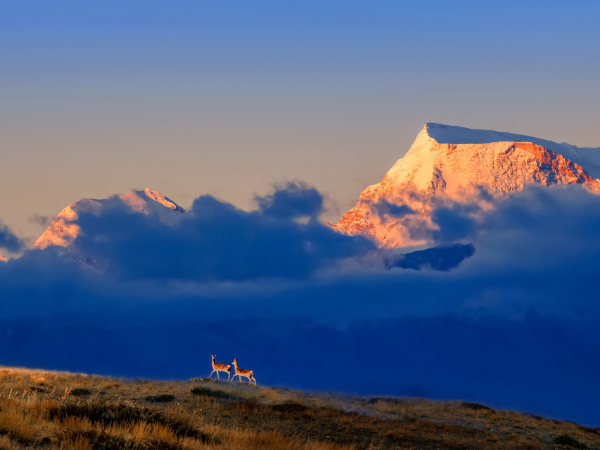 西藏：十年来珍稀野生动物种群呈现恢复