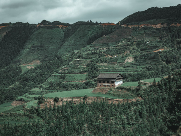 红树林面积位居全国第二！广西加快建设现代林业强区