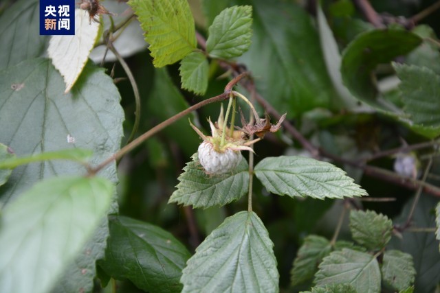 湖北生物多样性本底调查实现物种新发现