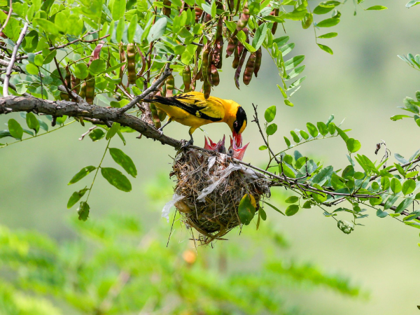 “鸟楼”应该更多一些！鸟语花香会让我