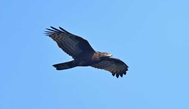 全球连线｜生态修复让山水重庆成为“鹰飞之城”