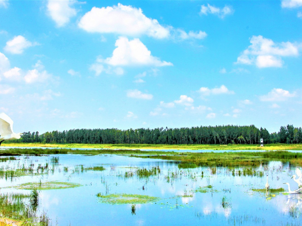 江苏睢宁：好日子就在绿水青山里