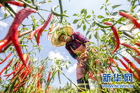 纳雍：“五促”助推生态特色食品产业发