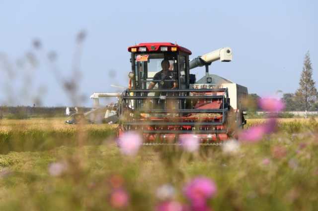 新华全媒+｜智慧田、良种田、示范田……品味稻花香里的“科技含量”