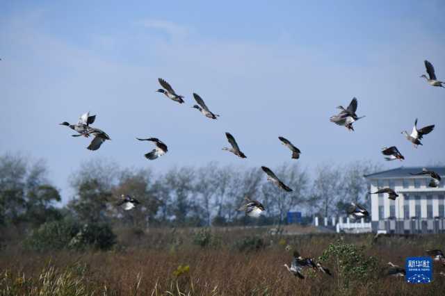 新华全媒+丨十八联圩湿地：巢湖岸边的生态画卷