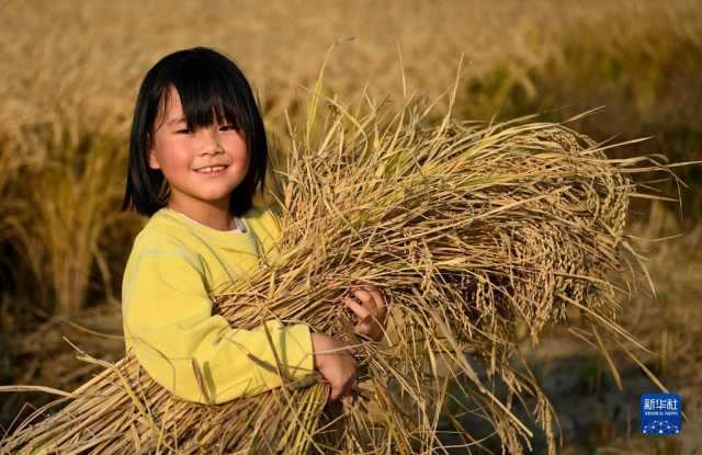 新华全媒+丨秦岭脚下 稻谷飘香