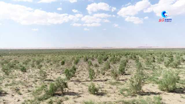 全球连线｜中国北方“沙海”中的绿色屏障