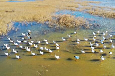 山东扎实推进黄河重大国家战略，打造绿色示范先行样本