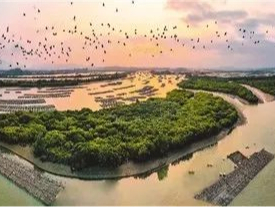 千里红树林 沿海筑“绿堤”