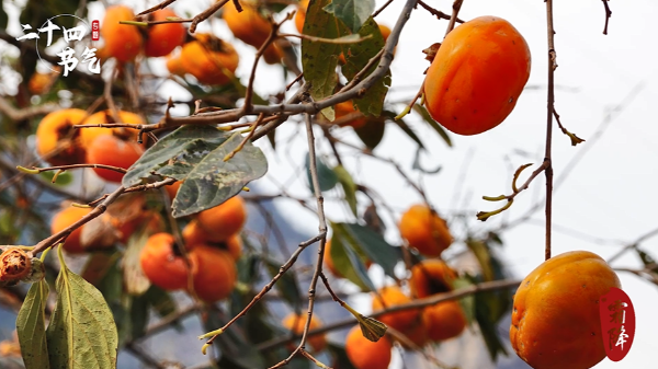 霜降节气，记者走进了中国磨盘柿第一村