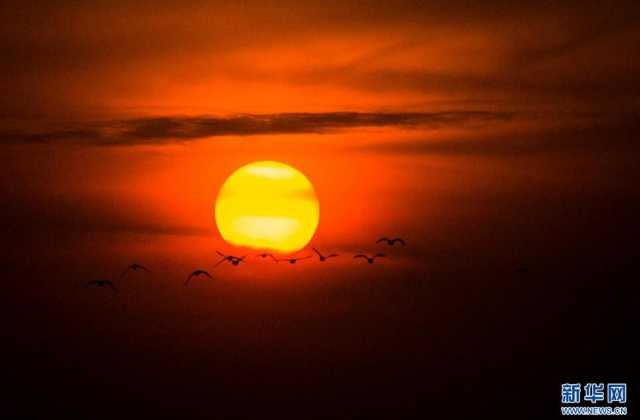 【“飞阅”中国】候鸟“歇脚”塞外草原