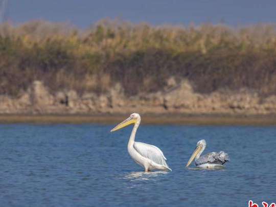 国家一级保护野生动物白鹈鹕再现河北曹妃甸