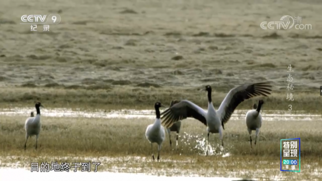 视频丨《生态秘境》 第3集 高原之肾