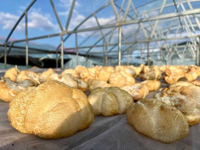 乡村振兴丨“小猴菇”成“大产业”——