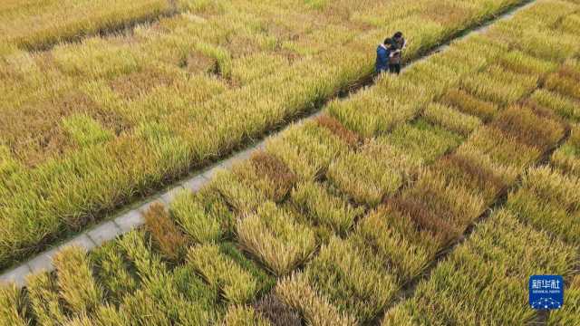 新华全媒+丨科技育种路 追梦不止步