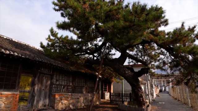 新华全媒+丨科学守护 北京古树焕新生