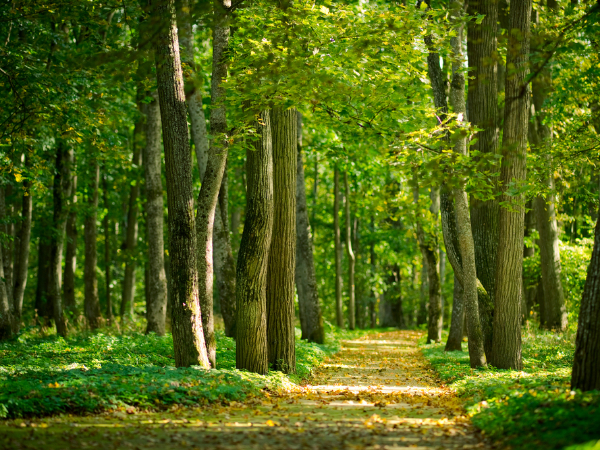 人民日报述评：绿化广袤国土 添彩神州大地
