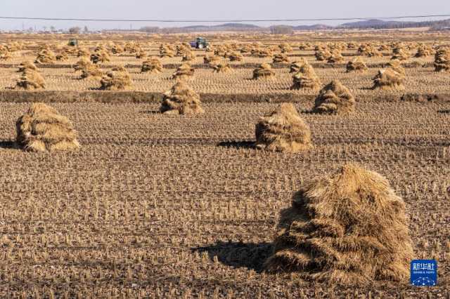 新华全媒+丨产粮第一大省为“中国饭碗”