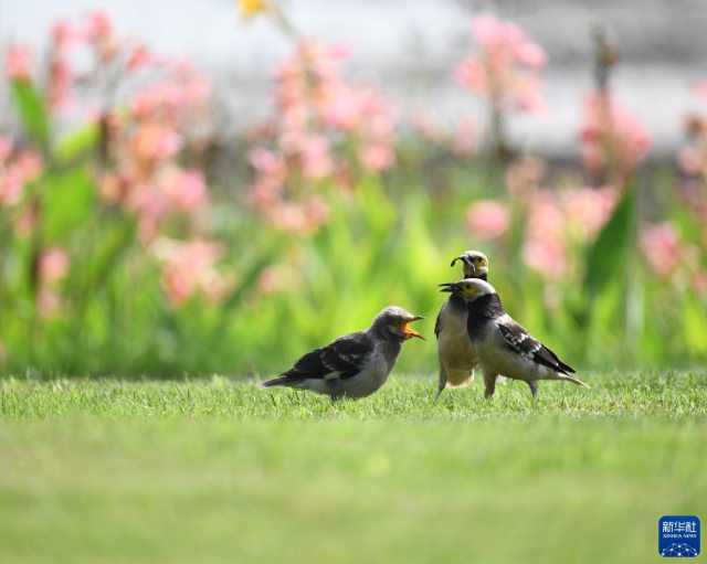 新华全媒+丨“鸟博士”见证长江上游最大