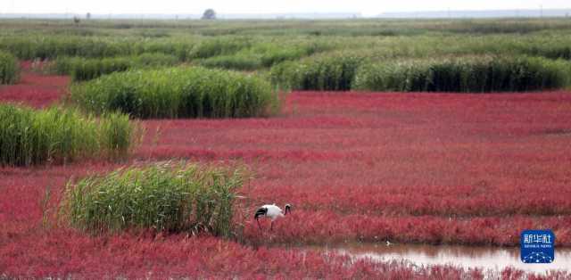 大美湿地城市丨盘锦